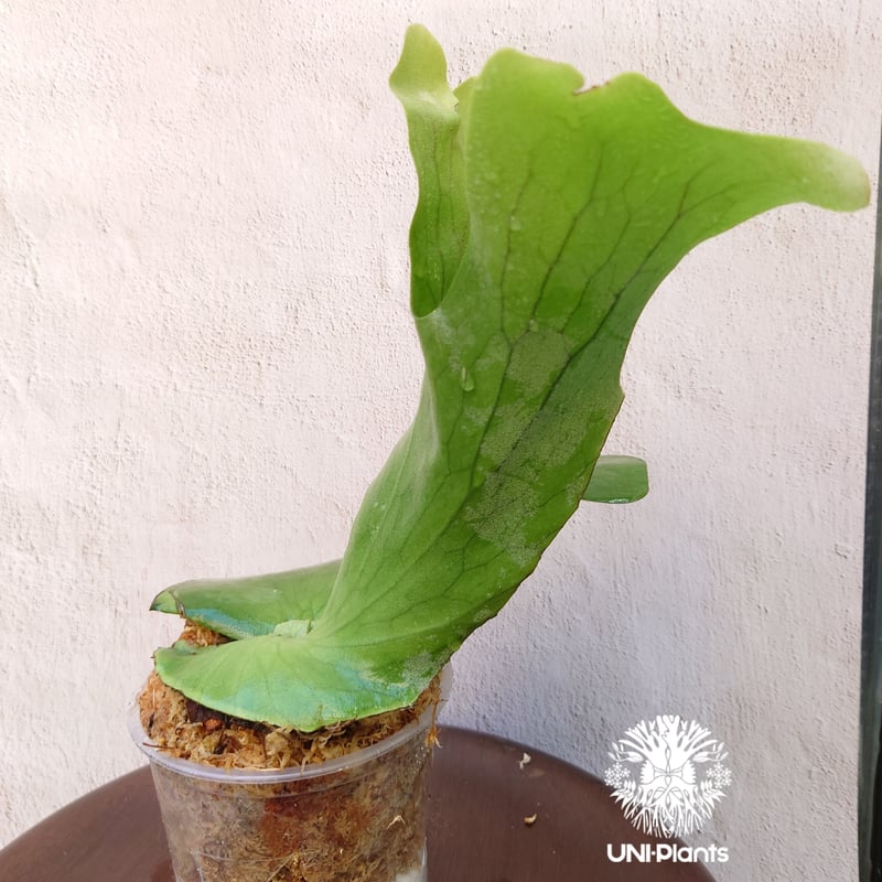 初入荷! ビカクシダ ホルタミー Platycerium holttumii コウモリラン