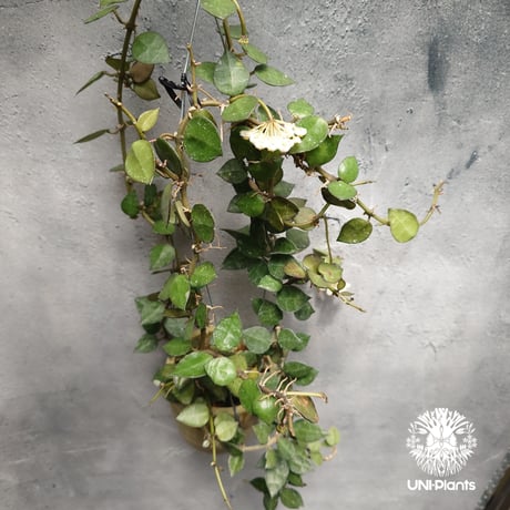 ホヤ クローニアナ Hoya krohniana ホヤ植物 Hoyaplants つる性植物 ハンギング ハンギング植物