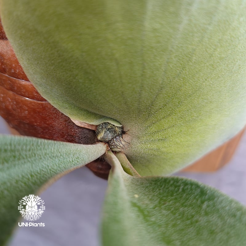 ビカクシダ p.ritv ビカクシダ p.ritv P. Raider【artPLANTs】ビカクシダ/Platycerium