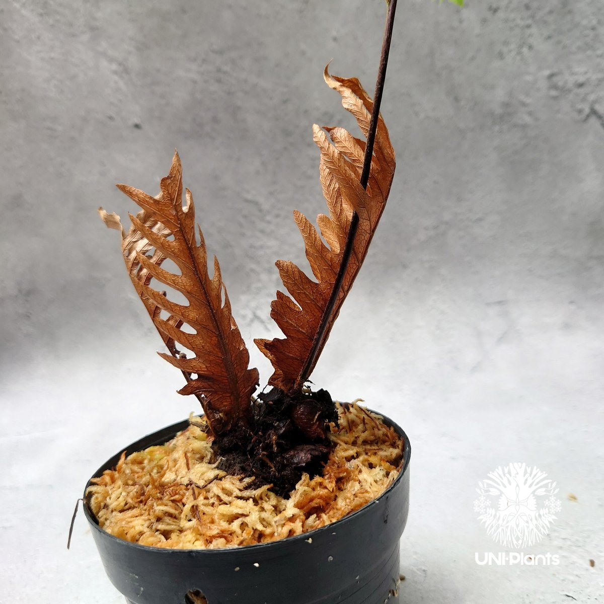 Drynaria rigidula `whitei' ドリナリア·リギデュラ'ホワイティ Drynaria rigidula `whitei' ドリナリア·リギデュラ'ホワイティ