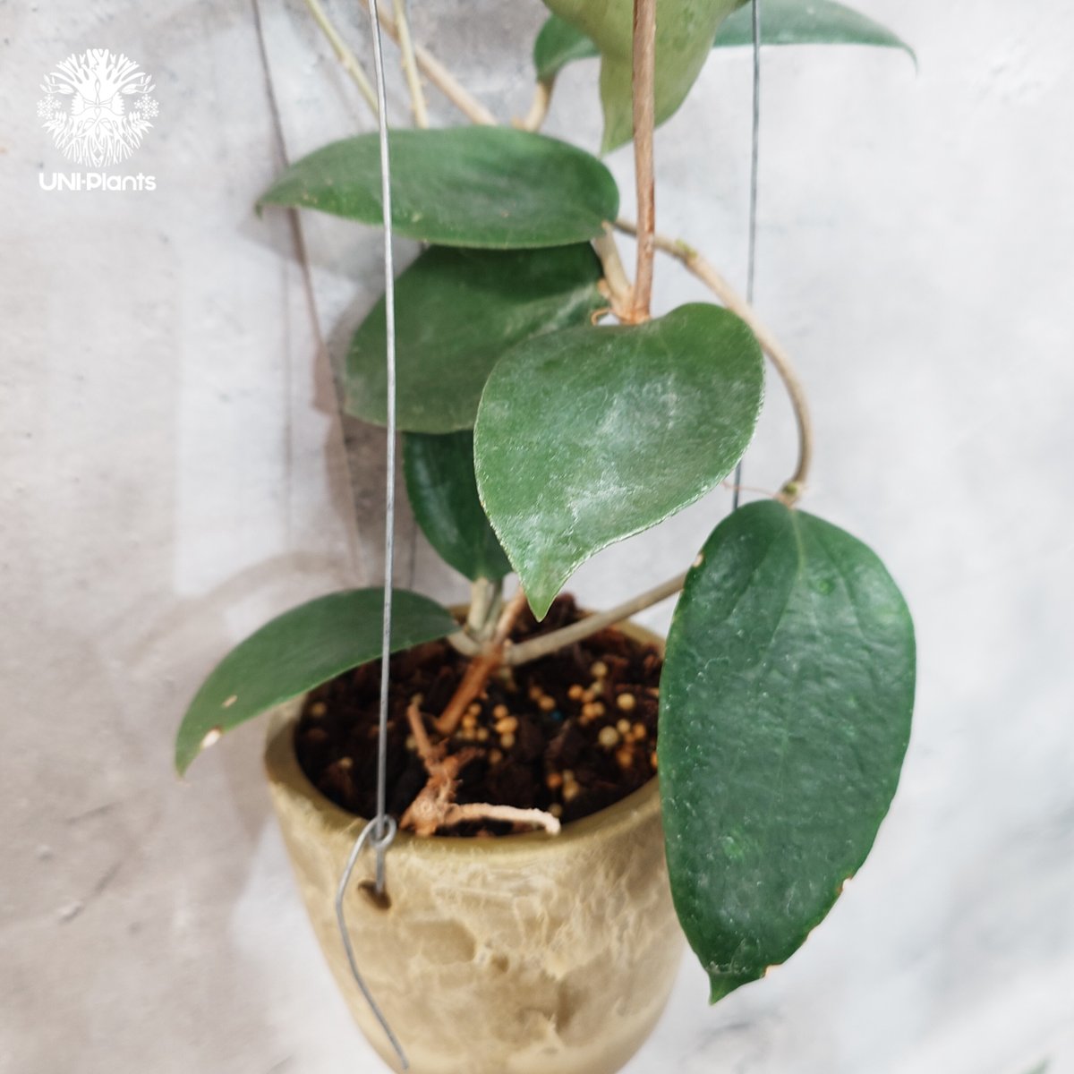 タイ直輸入・現地選抜】Hoya aldrichii | ホヤ アルドリッチ ｜希少株