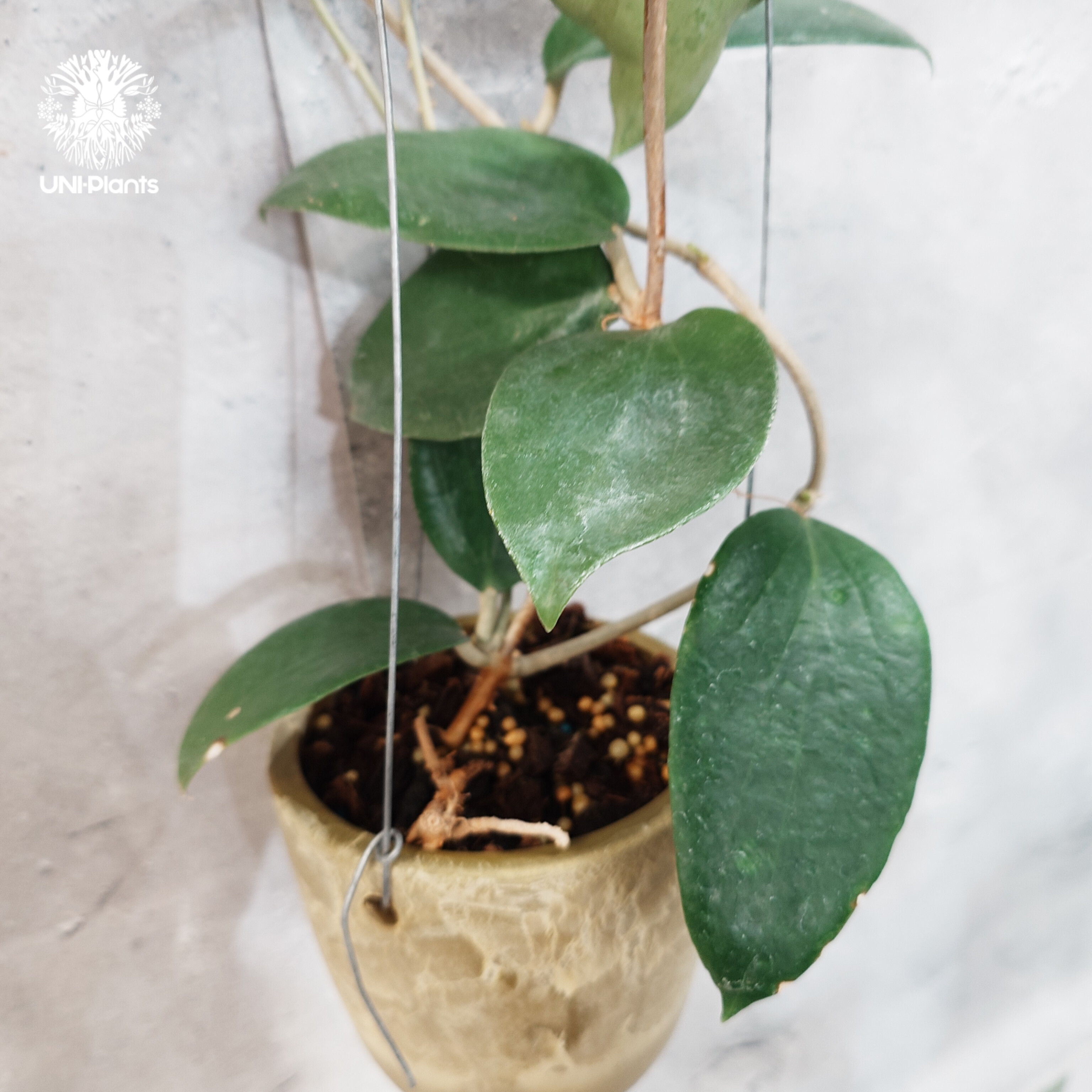 35 ホヤ・アルドリッチー（Hoya aldrichii） タイ直輸入・現地選抜】Hoya aldrichii | ホヤ アルドリッチ ｜希少株