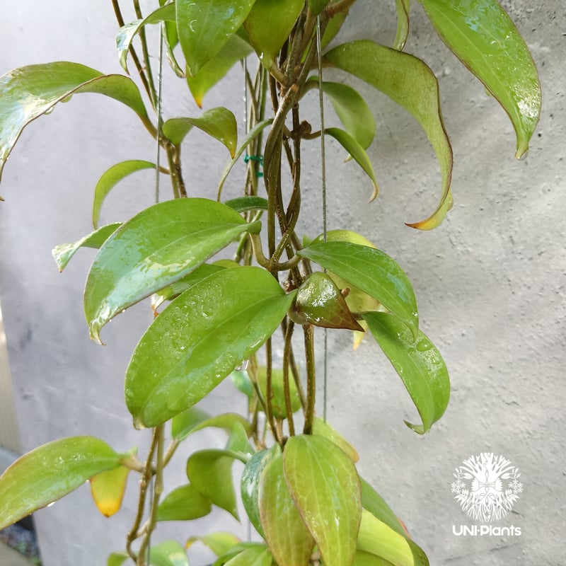 ホヤ メリリー ロングリーフ Hoya merrilli long lesves(red le