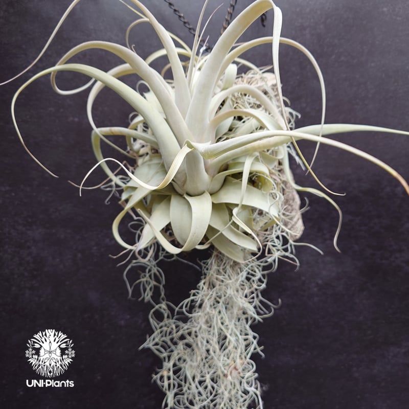 Tillandsia xerographica チランジア・キセログラフィカ インテリア