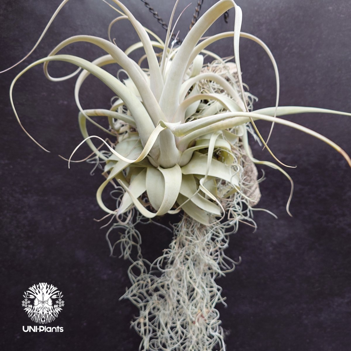 Tillandsia xerographica チランジア・キセログラフィカ インテリア