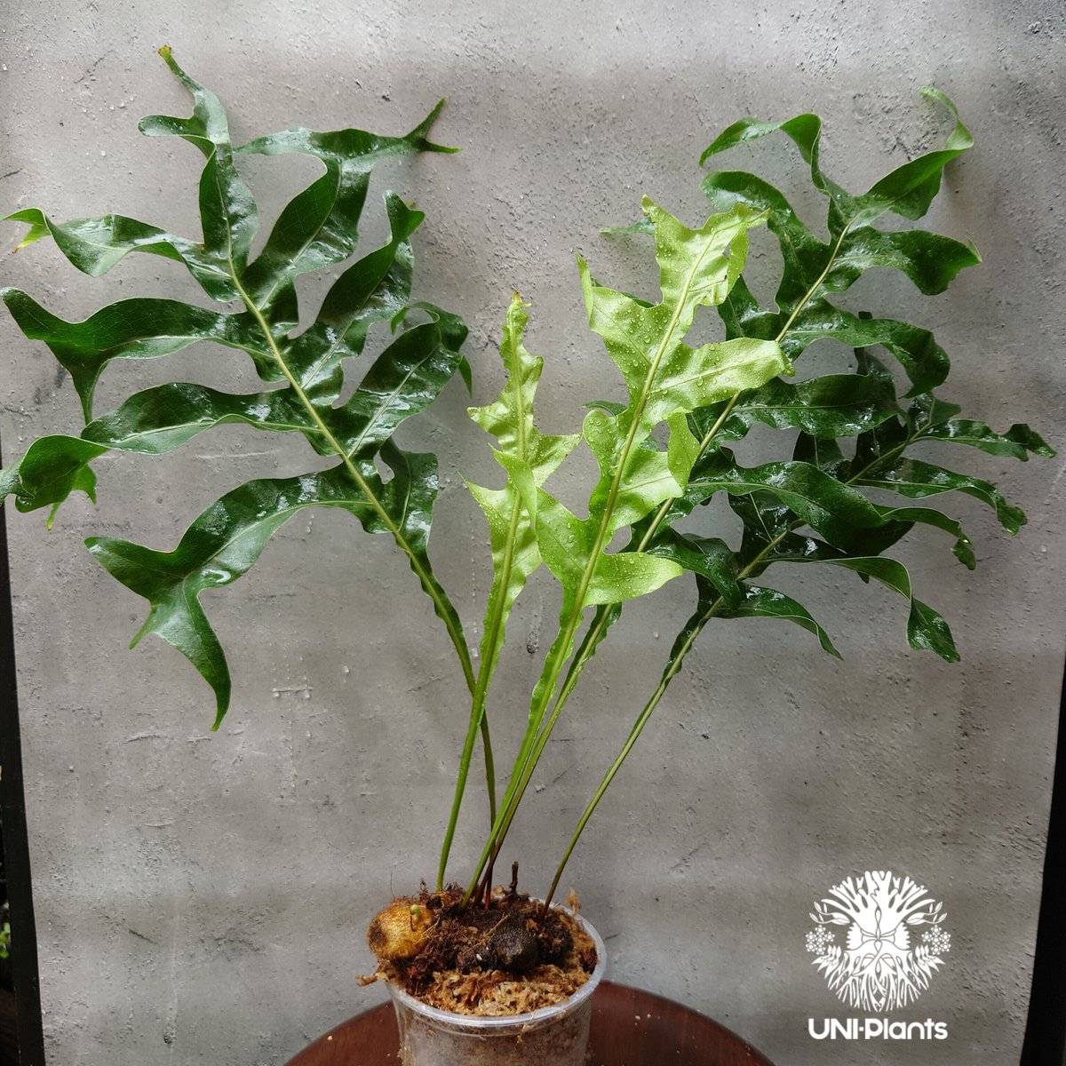 drynaria bonii dwarf ドリナリア検ビカクシダ観葉植物 drynaria bonii dwarf ドリナリア検ビカクシダ観葉植物