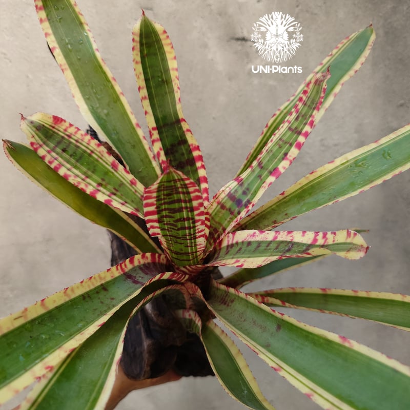 Neoregelia Wild Rabbit ネオレゲリア ワイルドラビット Neoregel Neoregelia Wild Rabbit ネオレゲリア ワイルドラビット Neoregel