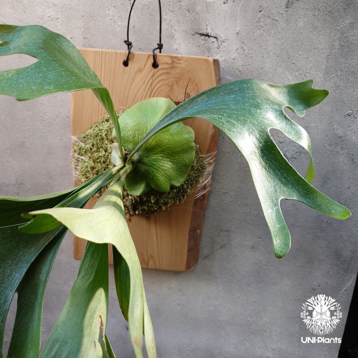 Platycerium Moose(P.hillii × P.alcicorne) ビカクシダ