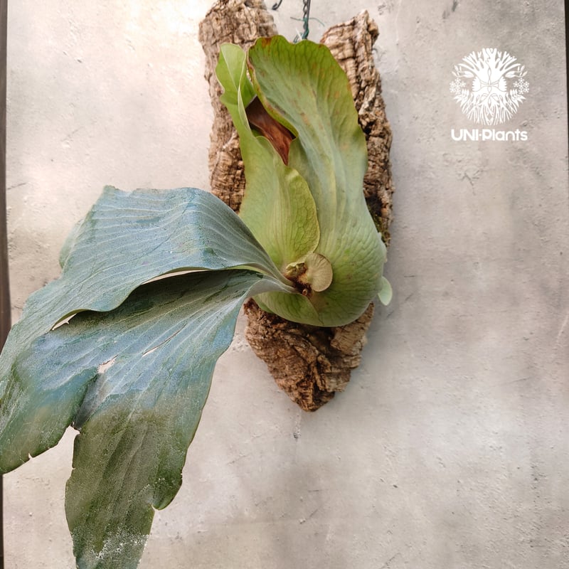 ビカクシダ ディバーシフォリウム X エレファントティス コウモリラン