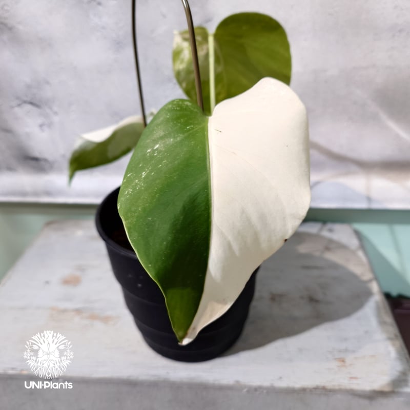 Monstera borsigiana Alboモンステラ・ボルシギアナ・アルボ Monstera Borsigiana Albo Variegated Ultra-High - Plant Hawaii