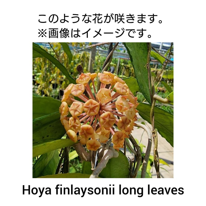 Hoya finlaysonii long leaves ホヤ フィンレイソニー ロング Hoya finlaysonii long leaves ホヤ フィンレイソニー ロング