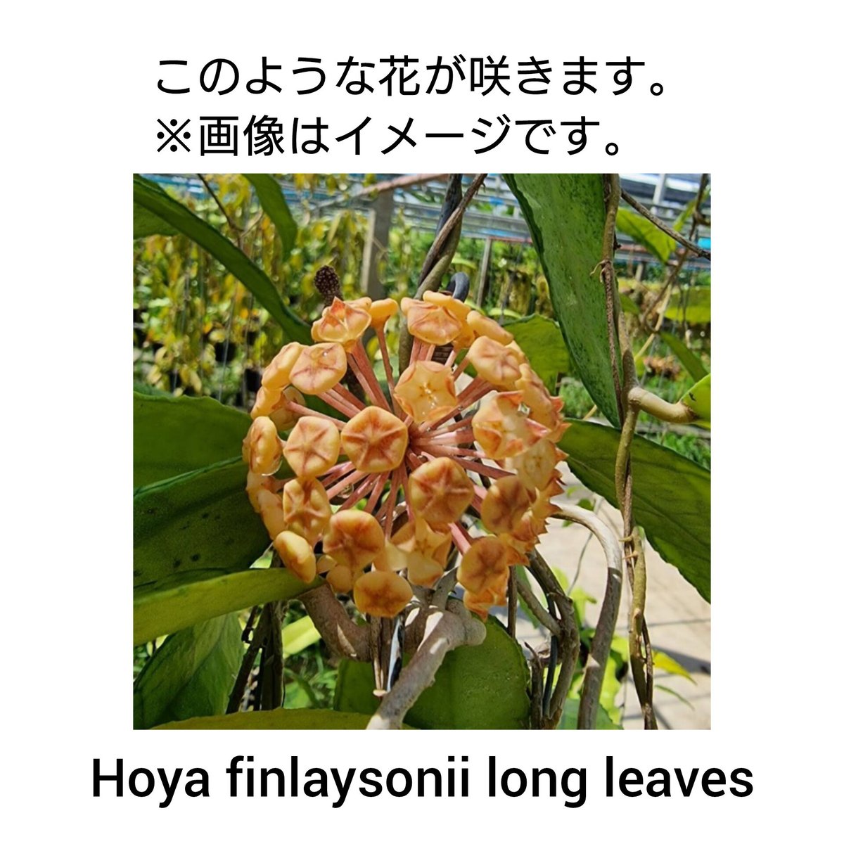 Hoya finlaysonii long leaves ホヤ フィンレイソニー ロング