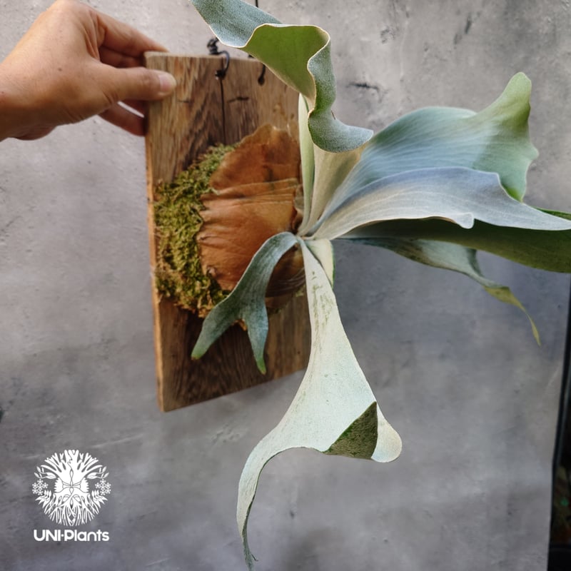 Platycerium willinckii cv.Griffin (pup) ビカクシダ ウ