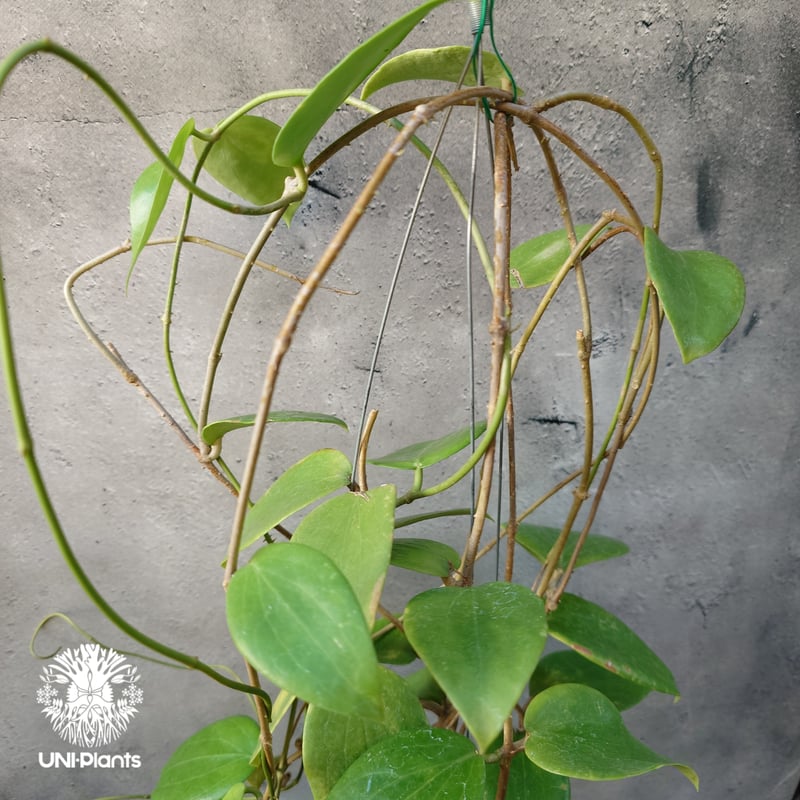 ホヤ アルドリッチ Hoya aldrichii ホヤ植物 ホヤの花 Hoyaplants つ