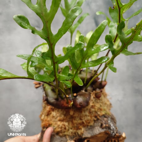 Lecanopteris crustacea narrow レカノプテリス クルスタセア ナロー 着生シダ植物 着生植物 アリ植物