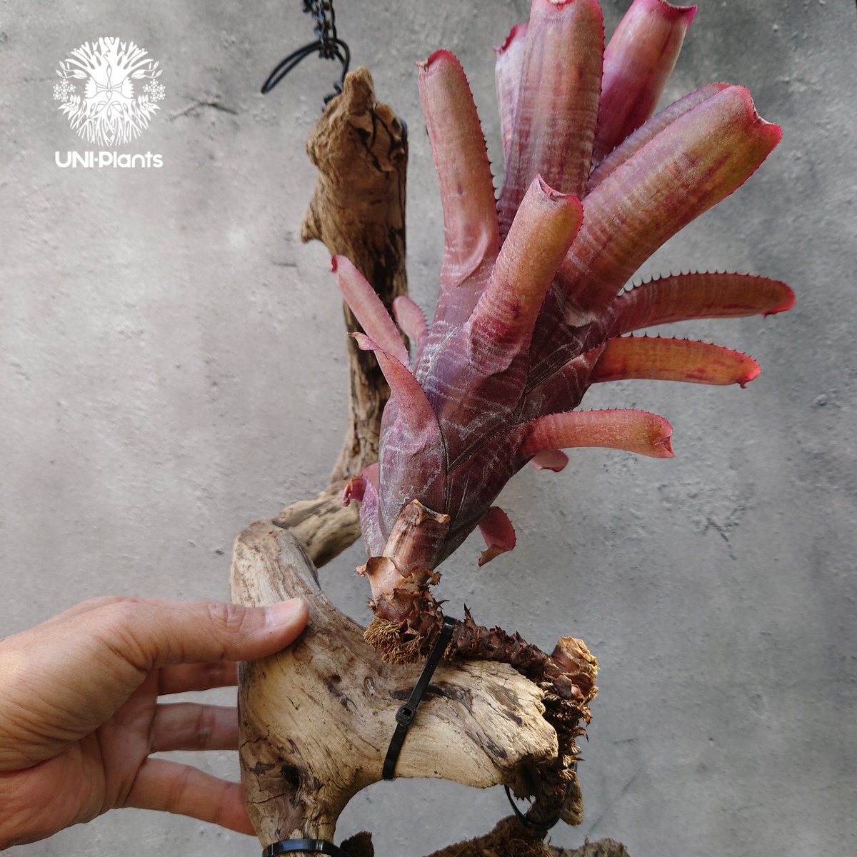 Aechmea nundicaulis hybrid エクメア ヌディカウリス hybrid