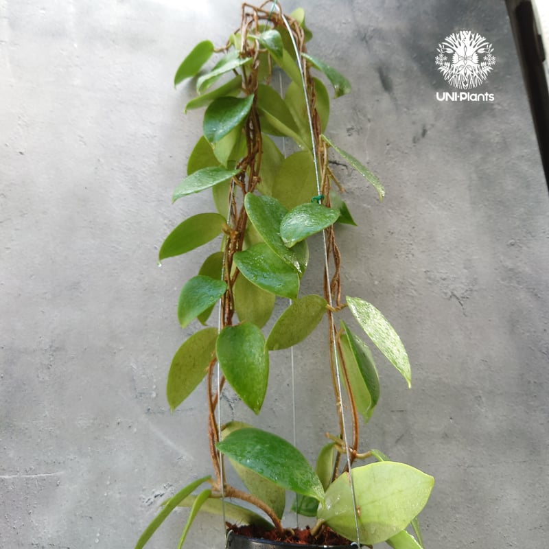 ホヤ アルドリッチ Hoya aldrichii ホヤ植物 サクララン Hoyaplants