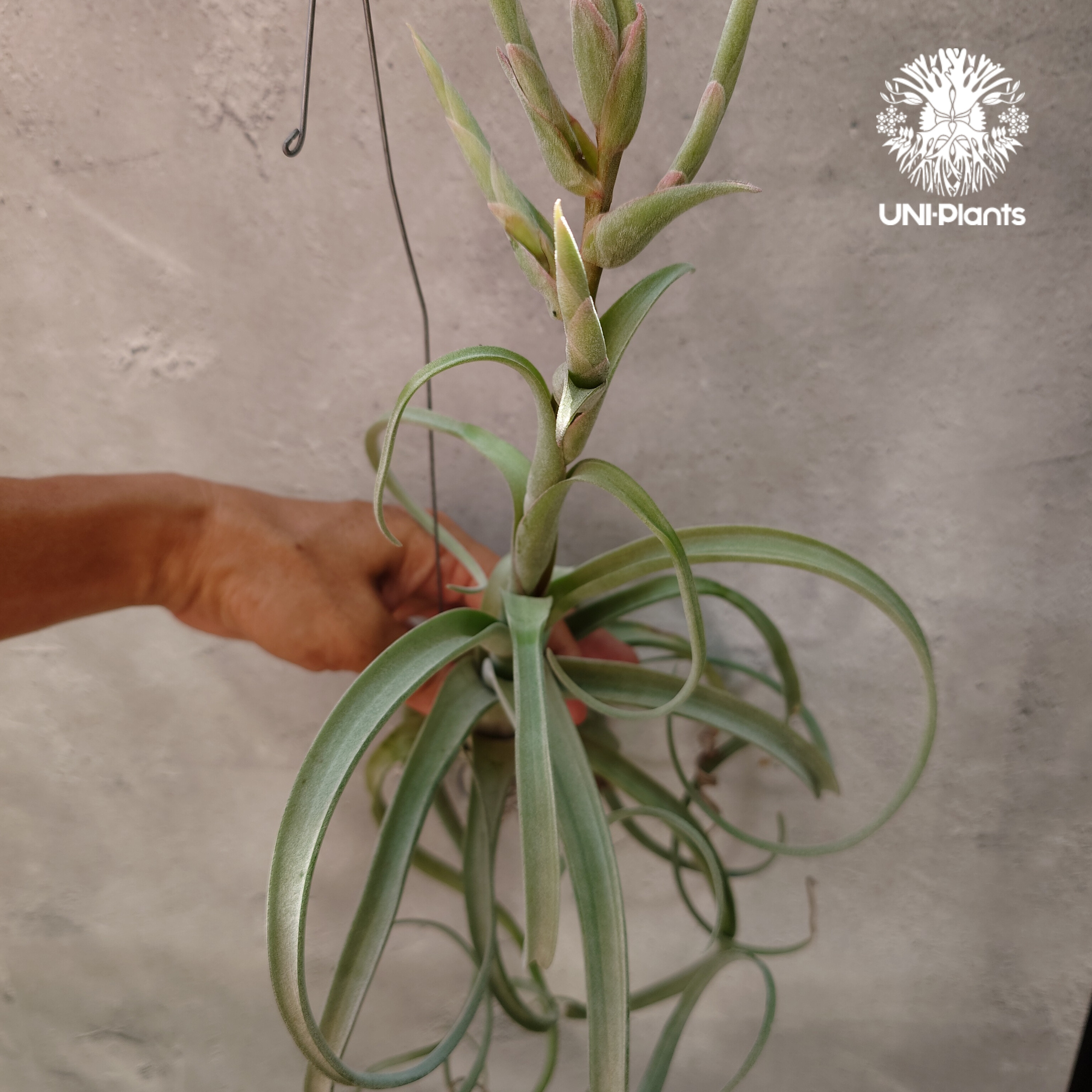 Tillandsia Curly slim チランジア カーリースリム Hybrid-Till