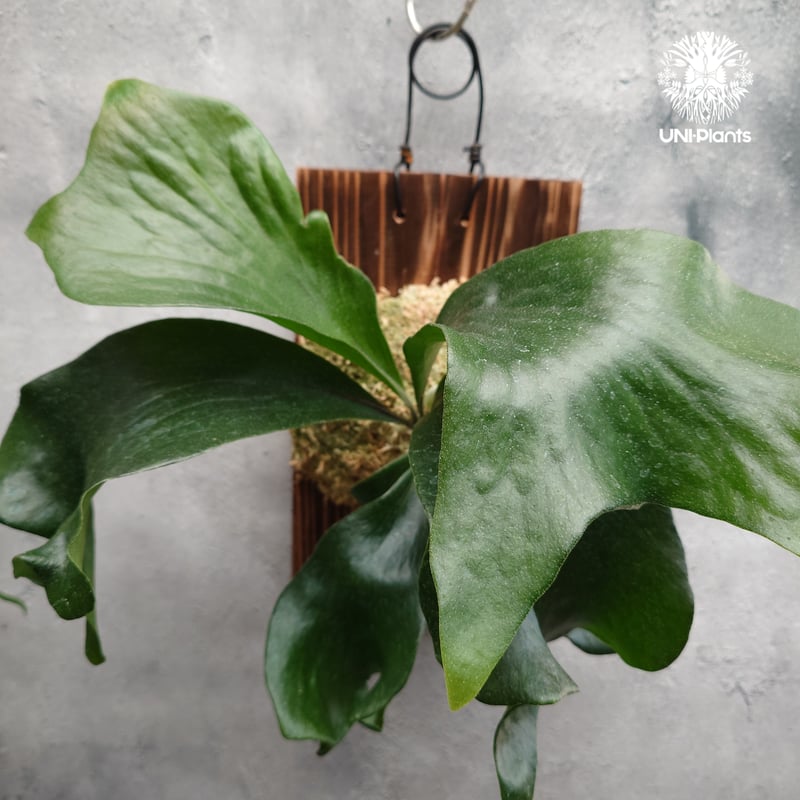 Platycerium hillii 'TT1' ビカクシダ ヒリー Platycerium