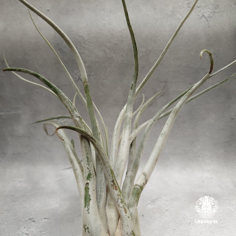 Tillandsia Kraken チランジアクラーケン Tillandsia インテリア植物