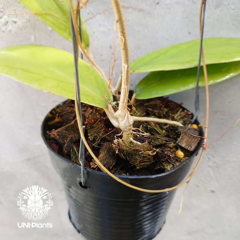 Hoya sp.Kast ホヤ sp. カスト ホヤ植物 ホヤの花 希少な植物 ツル性