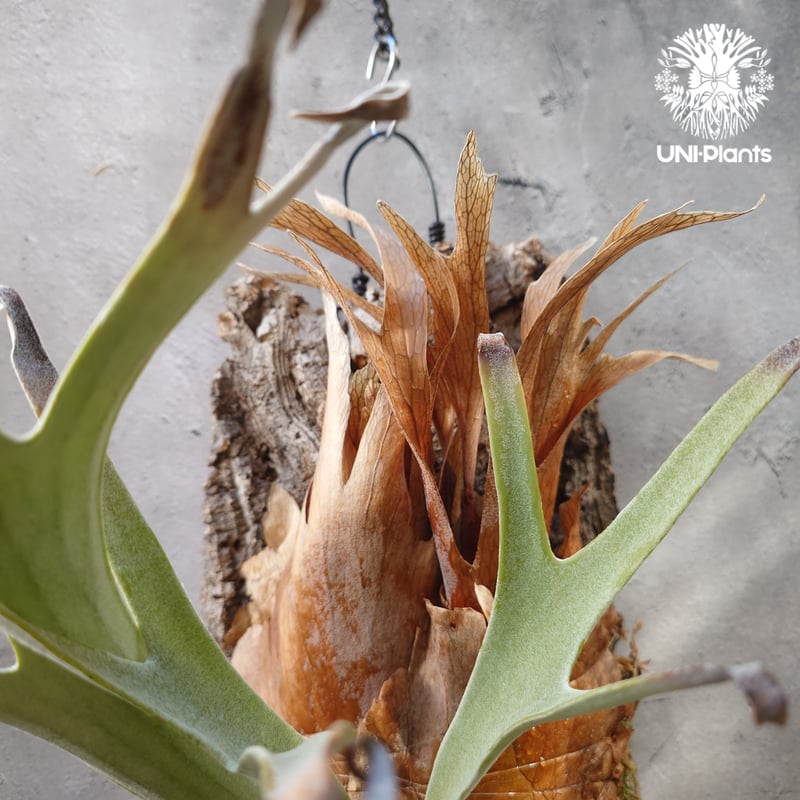 ビカクシダ ベイチー(子株) Platycerium veitchii(pup) コウモリラン