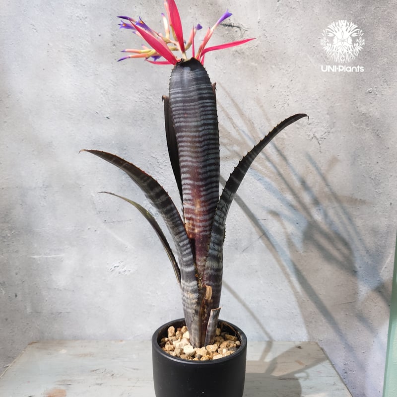 国内繁殖株・一点物】Billbergia Darth Vader ｜ビルベルギア