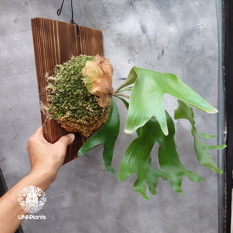 ビカクシダ アルテミス Platycerium Artemis (Alcicorne x Qu