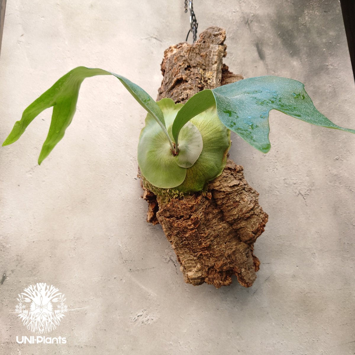 ビカクシダ ヒリー Platycerium hillii コウモリラン ビカクシダ原種