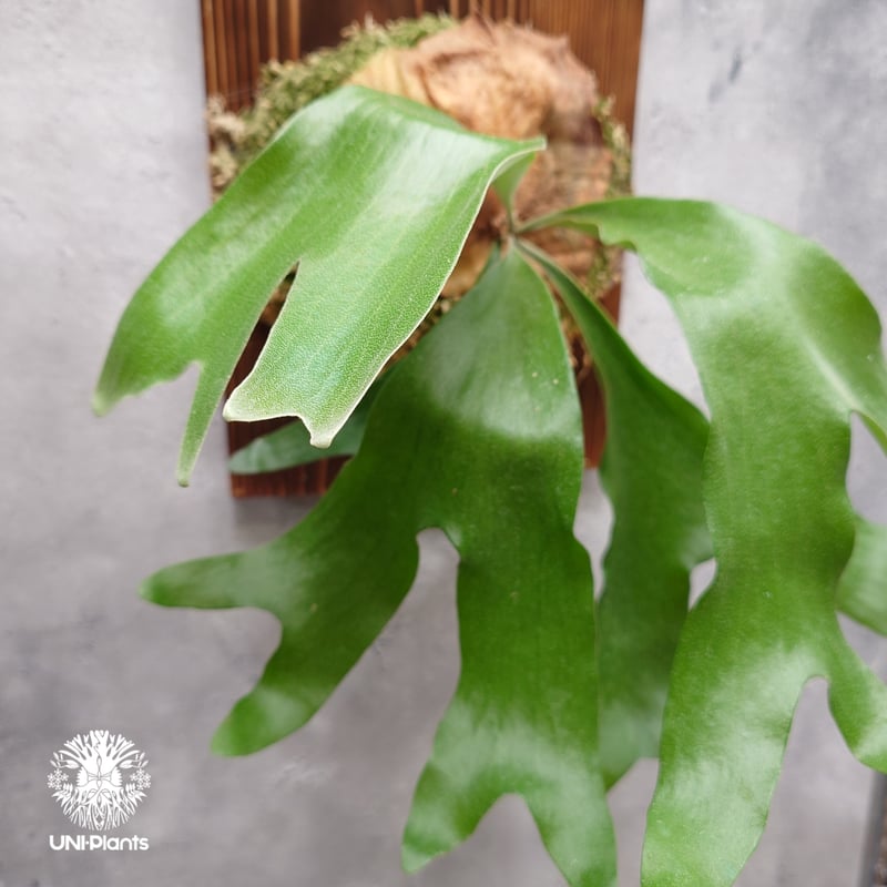 ビカクシダ アルテミス Platycerium Artemis (Alcicorne x Qu