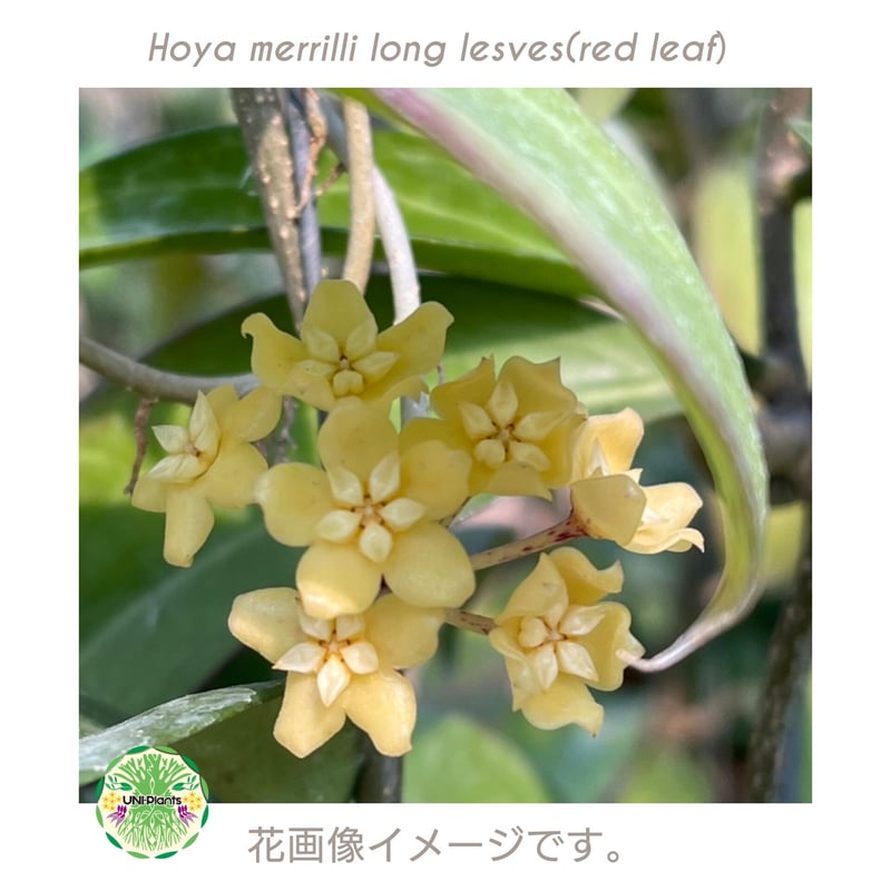 ホヤ メリリー ロングリーフ Hoya merrilli long lesves(red le