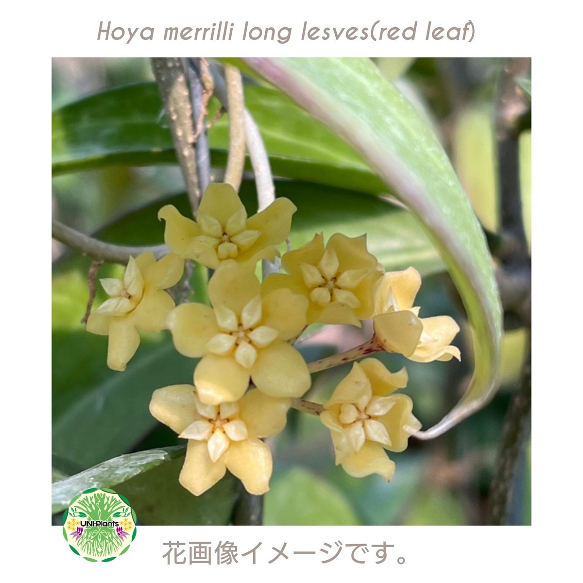 ホヤ メリリー ロングリーフ Hoya merrilli long lesves(red le...