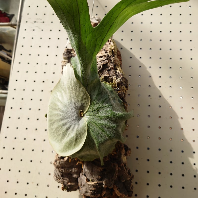 ビカクシダ グランデ Platycerium grande コウモリラン