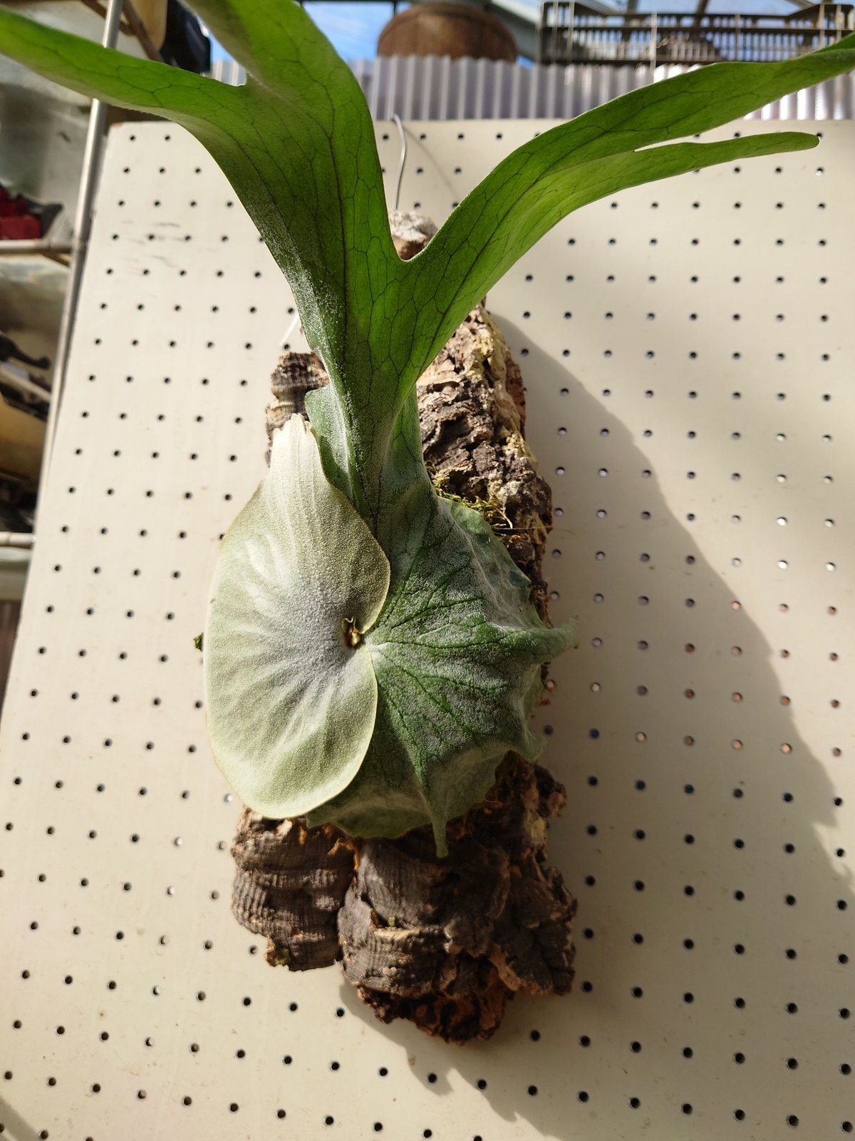 ビカクシダ グランデ Platycerium grande コウモリラン