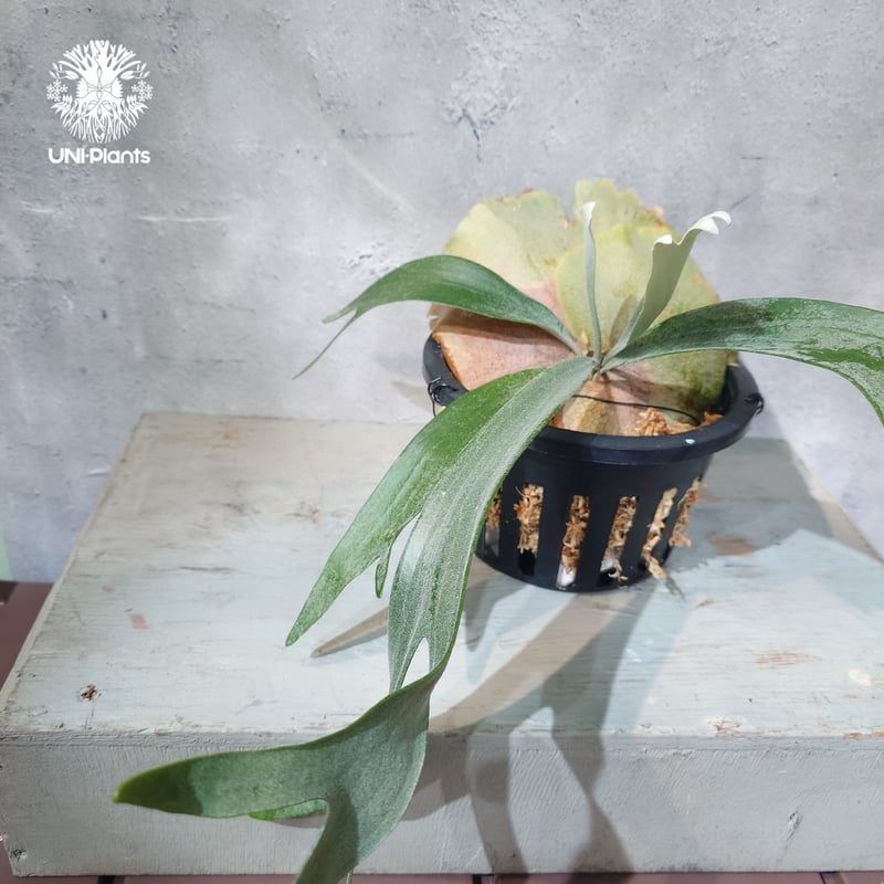 国内繁殖株・一点物】Platycerium bifurcatum 'white' ｜ビカ