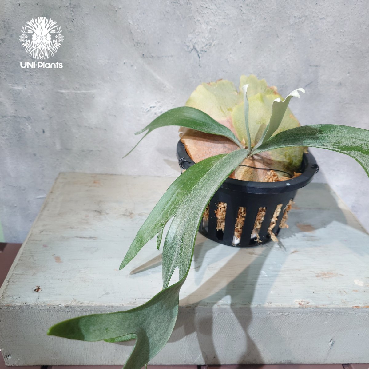 国内繁殖株・一点物】Platycerium bifurcatum 'white' ｜ビカ