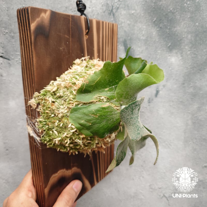 Platycerium willinckii wild cat(spore) ビカクシダ ウィ