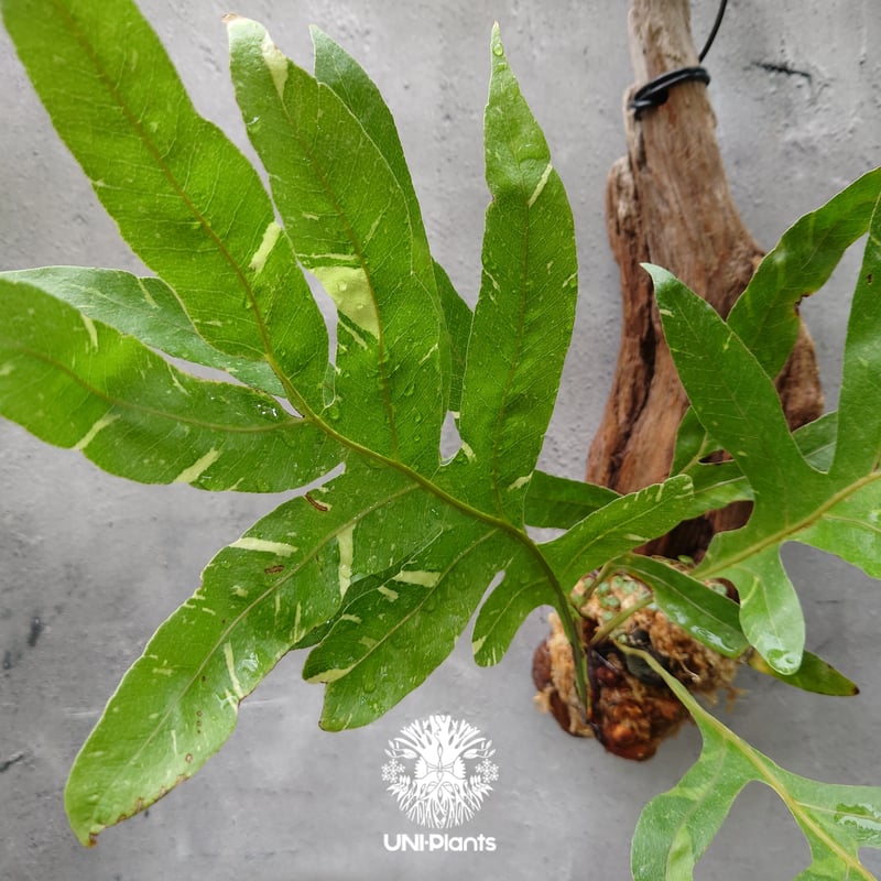 Drynaria quercifolia variegata ドリナリア クエルシフォリア バ