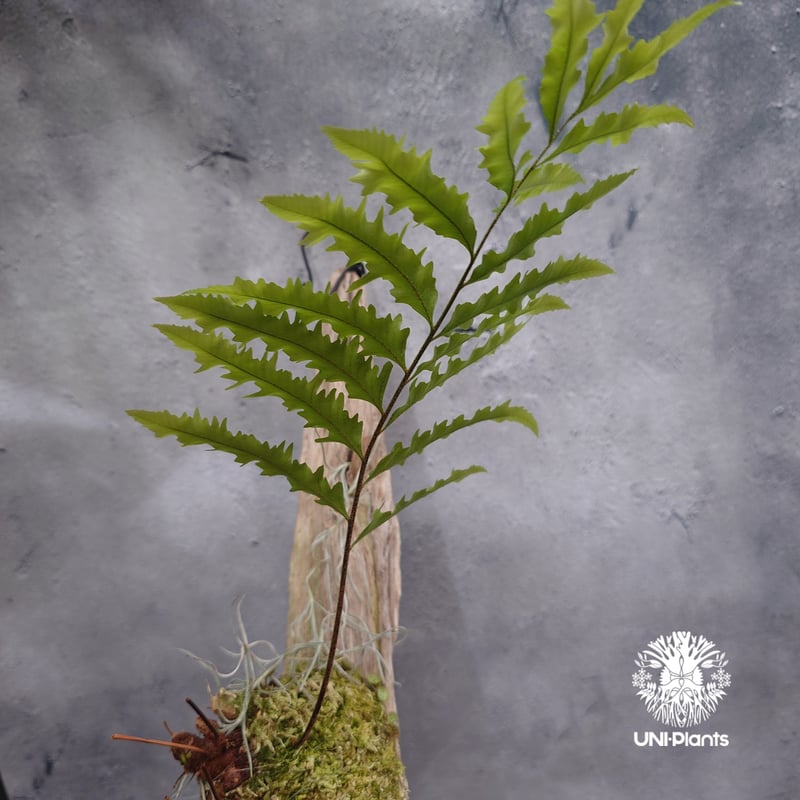 値下げドリナリア リギデュラ Drynaria rigidula `whitei ドリナリア·リギデュラ'ホワイティ' 流木