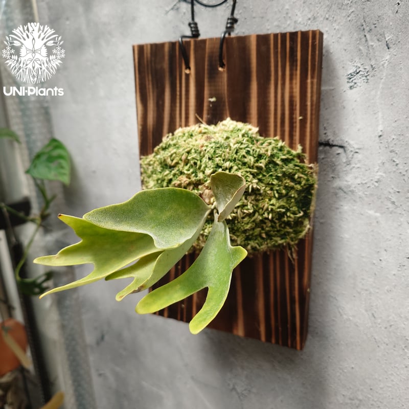 P. Willinckii dwarf Tatsuta, P. Pegasus, P. ve