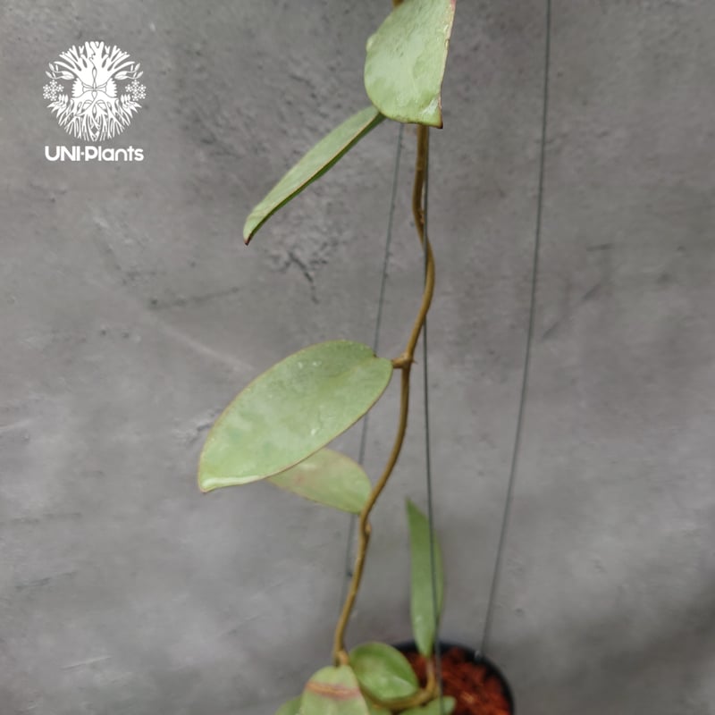 Hoya Silver dollar ホヤ シルバー ダラー ホヤ 希少 ホヤ植物
