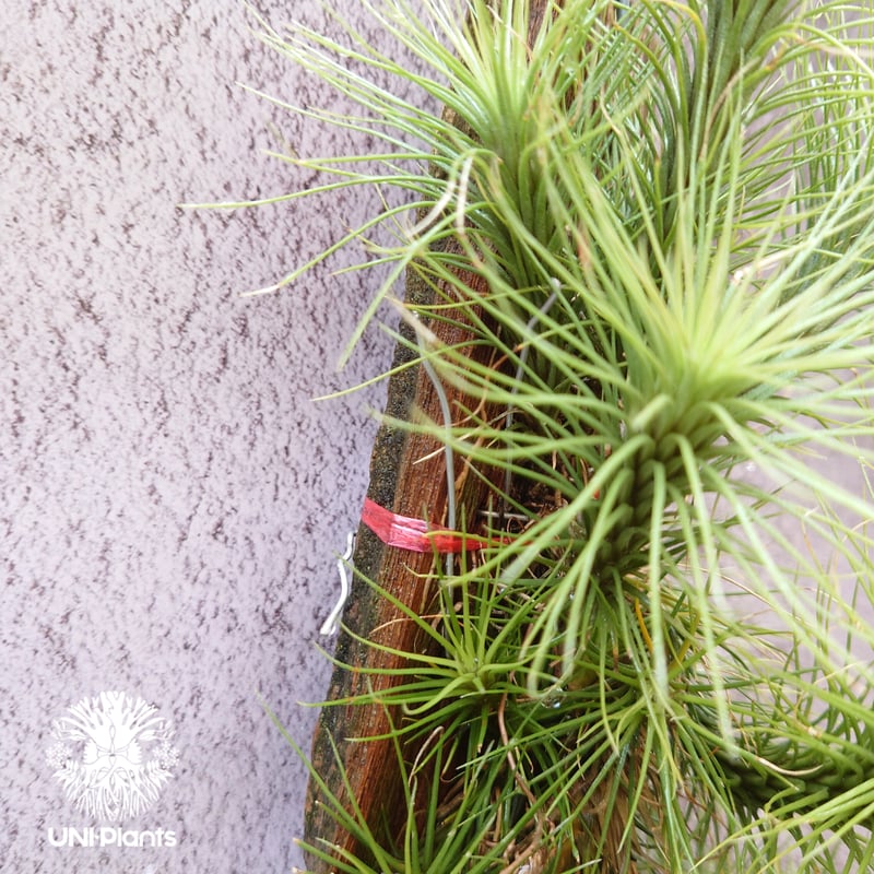 Tillandsia funckiana large form ティランジア チランジア・フン
