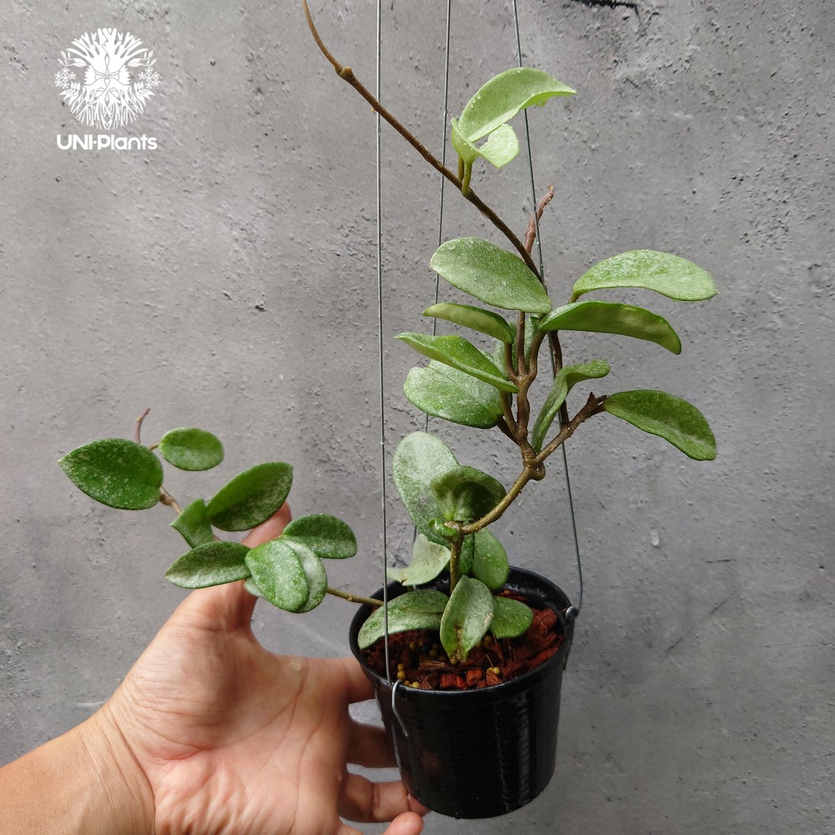 85 ホヤ　ノバゴースト　レア品種　発根済み 85 ホヤノバゴーストレア品種発根済み新芽展開中