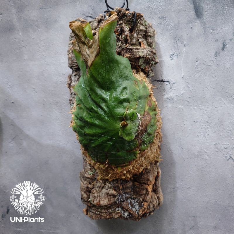 Platycerium grande ビカクシダ グランデ ビカクシダ原種 植物 シダ