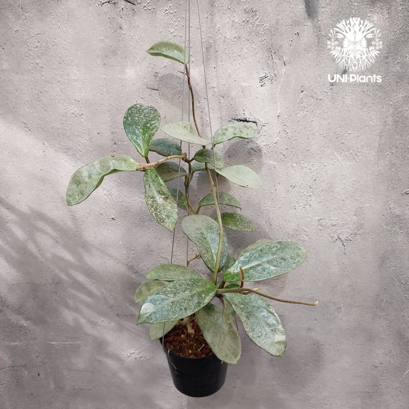 Hoya Carnosa Nova Ghost ホヤ カルノーサ ノバ ゴースト ホヤ 希少