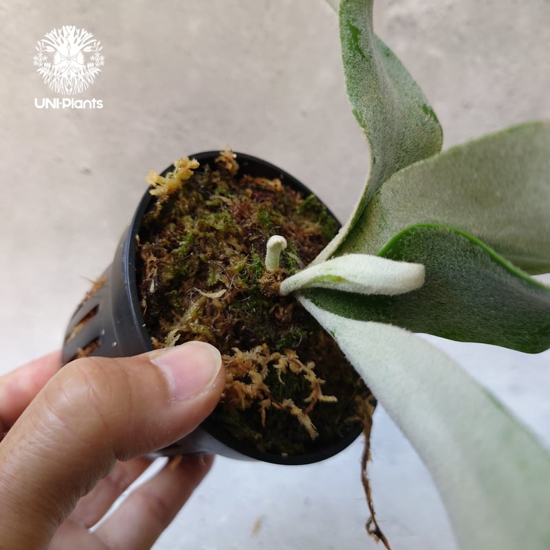 Platycerium willinckii cv Pedro Tatsuta (TC) ビカ Platycerium willinckii cv Pedro Tatsuta (TC) ビカ