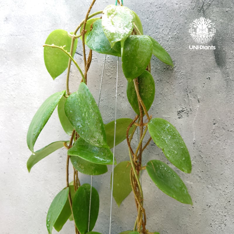 ホヤ　Hoya Veillata Silver Heart サクララン ホヤ Hoya Verticillata Silver Heart サクララン - メルカリ