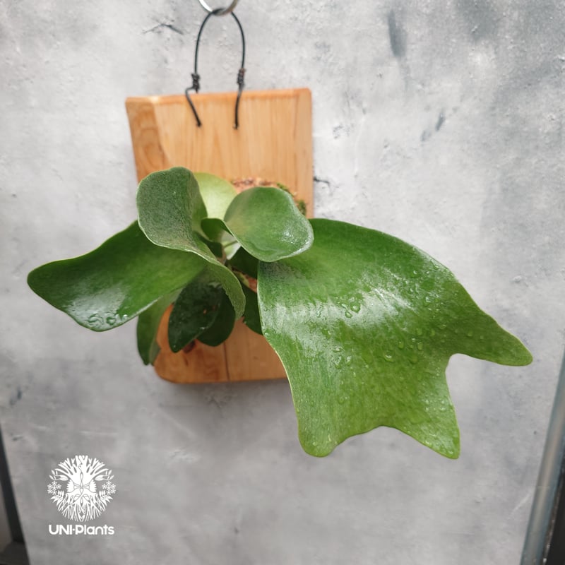 Platycerium Balaen ビカクシダ バレーン Platycerium hilli