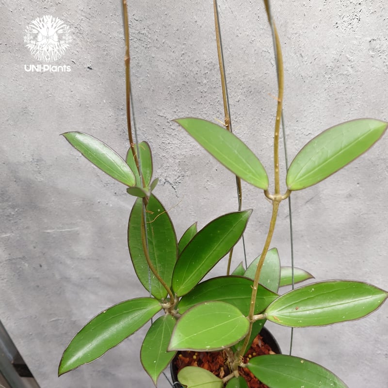 限定1株入荷 Hoya New hybrid Erythina x unknown ホヤ植物