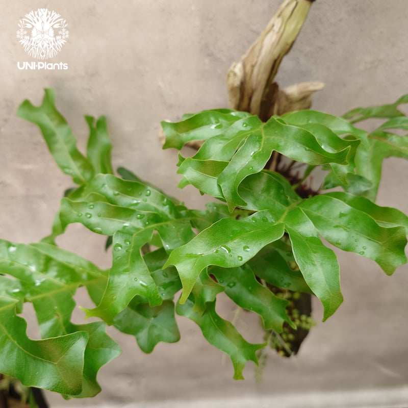 Drynaria bonii wild ドリナリア ボニー ワイルド タイ産山採り株 流木